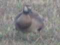 Canada Goose x domestic Swan Goose hybrid